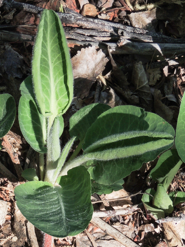Apache-beads foliage