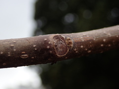 Paulownia tomentosa
