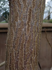 Paulownia tomentosa