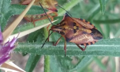 Carpocoris mediterraneus atlanticus