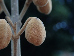 Paulownia tomentosa