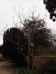 Paulownia tomentosa