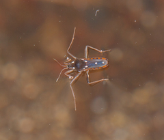 Velia rivulorum