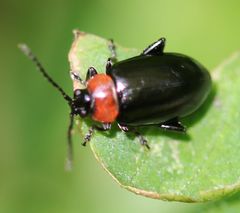 Disonycha xanthomelas