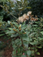 Olearia haastii