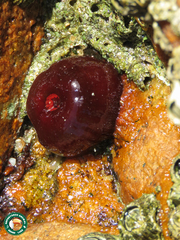 Actinia bermudensis
