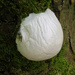 False Puffball - Photo Rosser1954 Roger Griffith, no known copyright restrictions (public domain)