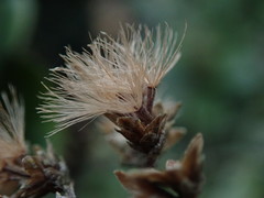 Olearia haastii