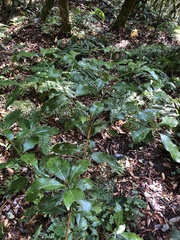 Beilschmiedia erythrophloia
