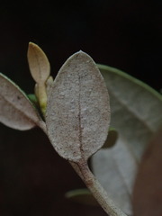 Olearia haastii