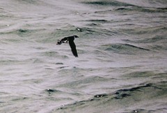 Pelecanoides magellani