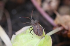 Coreus marginatus