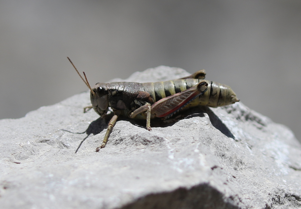 Podisma cantabricae