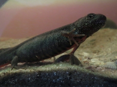 Triturus dobrogicus