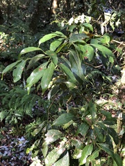 Beilschmiedia erythrophloia
