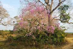 Handroanthus heptaphyllus