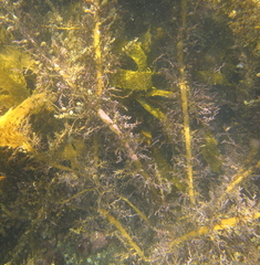 Carpophyllum plumosum