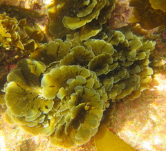 Zonaria aureomarginata