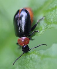 Disonycha xanthomelas