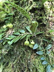 Gastrochilus formosanus