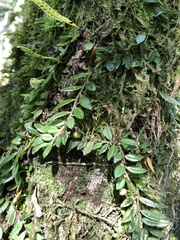 Gastrochilus formosanus