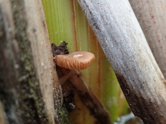 Candolleomyces typhae