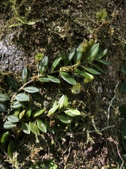 Gastrochilus formosanus