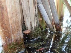 Candolleomyces typhae