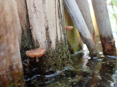 Candolleomyces typhae