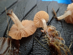 Candolleomyces typhae