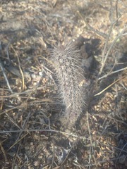 Pachycereus
