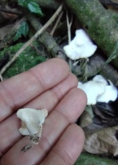 Lentinus concavus