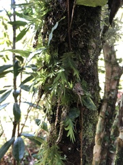 Oberonia arisanensis