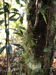 Oberonia arisanensis