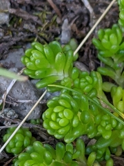 Sedum alpestre