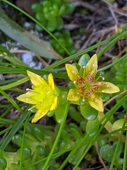 Sedum alpestre