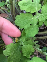 Chelidonium majus