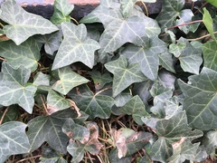 Hedera helix