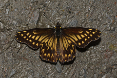 Catasticta pinava pinava