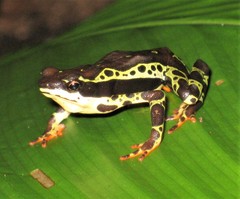 Atelopus spumarius