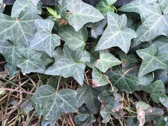 Hedera helix