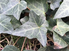 Hedera helix