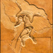 Archaeopteryx lithographica - Photo (c) Mike "Curby" Lee, some rights reserved (CC BY-NC-SA)