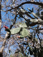Opuntia karwinskiana