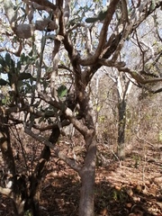 Opuntia karwinskiana