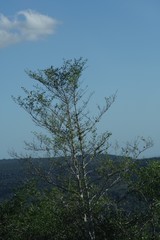 Afrocanthium mundianum