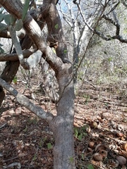 Opuntia karwinskiana