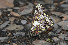 Catasticta pinava pinava