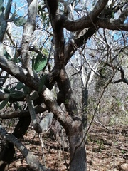 Opuntia karwinskiana