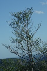 Afrocanthium mundianum